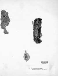 Hymenochaete curtisii image